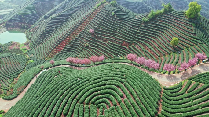 高山茶园 樱花