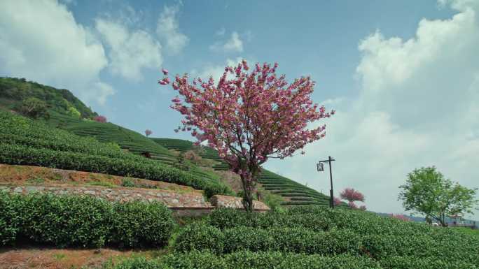 高山茶园 樱花