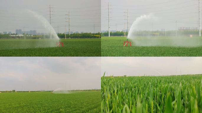 小麦灌溉