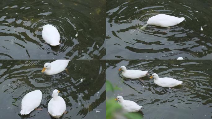 白鸭子在池塘里游泳（4K50帧）