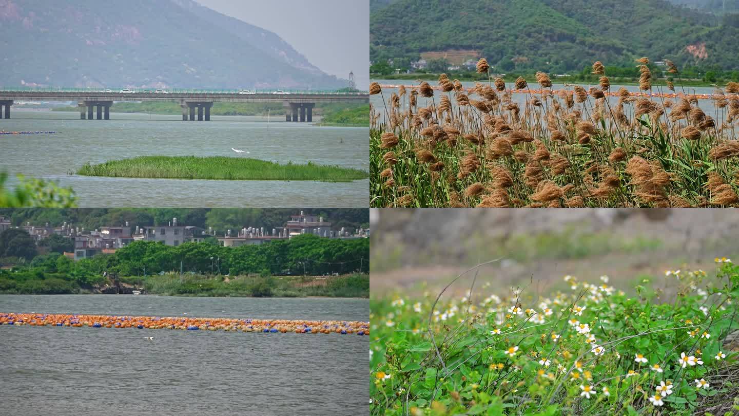 海边飞翔的白鹭4K素材