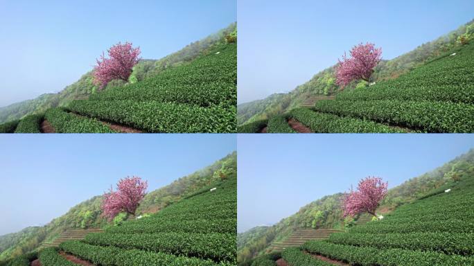 高山茶园 樱花