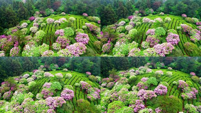 浙江天台山华顶森岭公园杜鹃花盛开