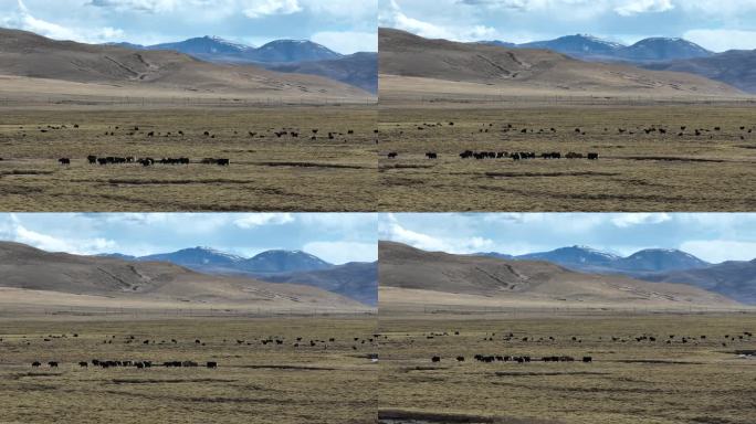 西藏牦牛 藏牦牛