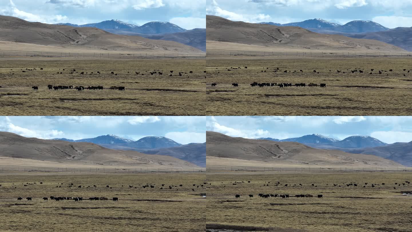 西藏牦牛 藏牦牛