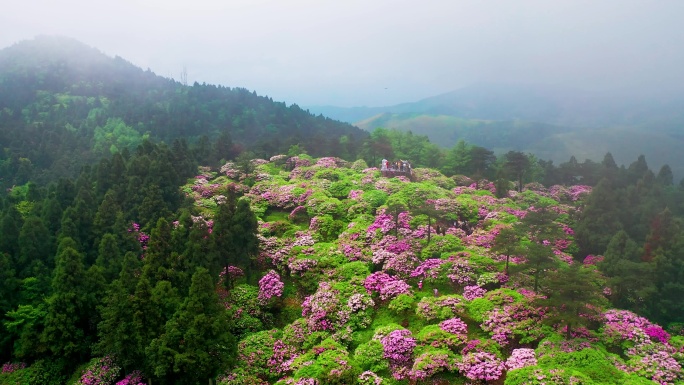 浙江天台山华顶森岭公园杜鹃花盛开