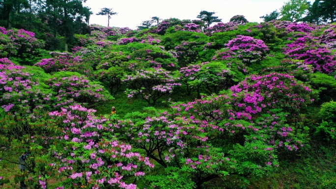 浙江天台山华顶森岭公园杜鹃花盛开