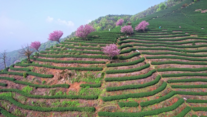 高山茶园 樱花