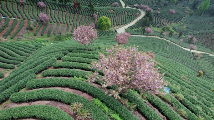 高山茶园 樱花