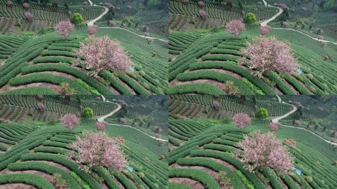 高山茶园 樱花