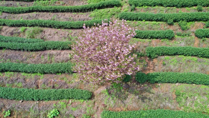 高山茶园 樱花