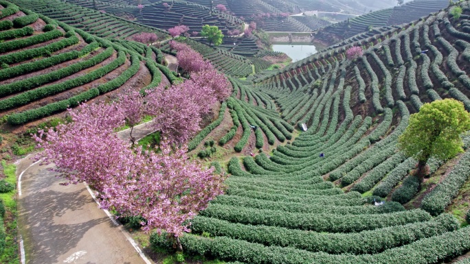 高山茶园 樱花