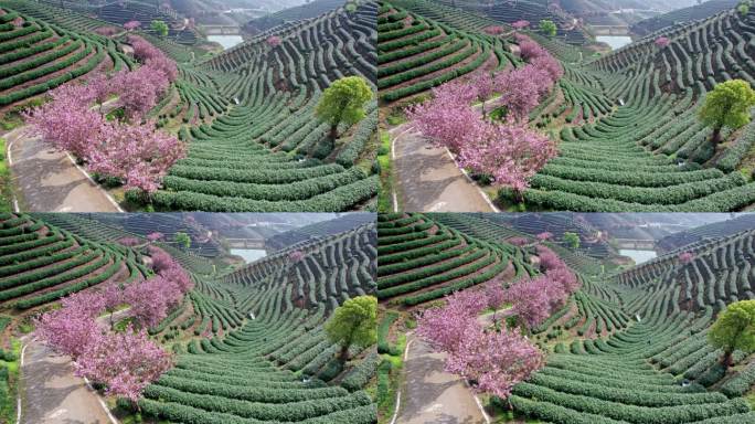 高山茶园 樱花