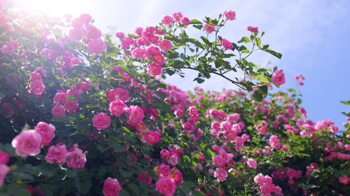 蔷薇花 夏至