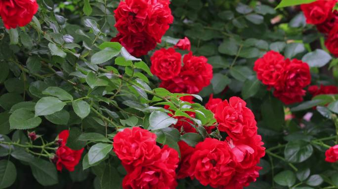 【合集】别墅小院盛开的火红蔷薇花合集