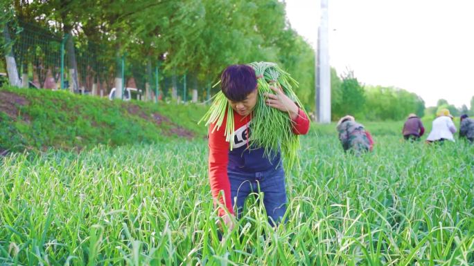 抽蒜薹 扚蒜薹 大蒜种植基地