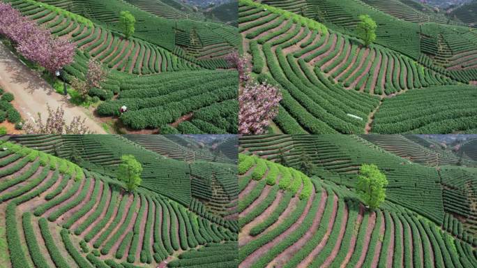 高山茶园 樱花