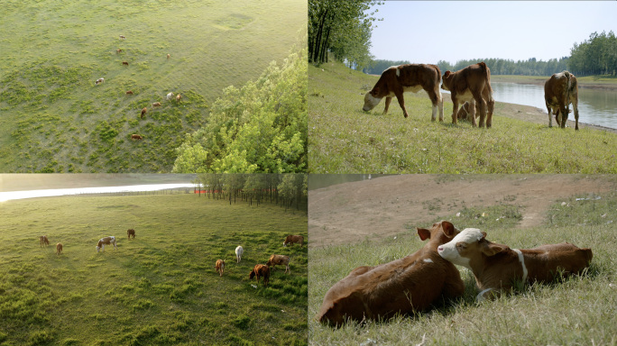 养殖场 放养黄牛生态环境保护