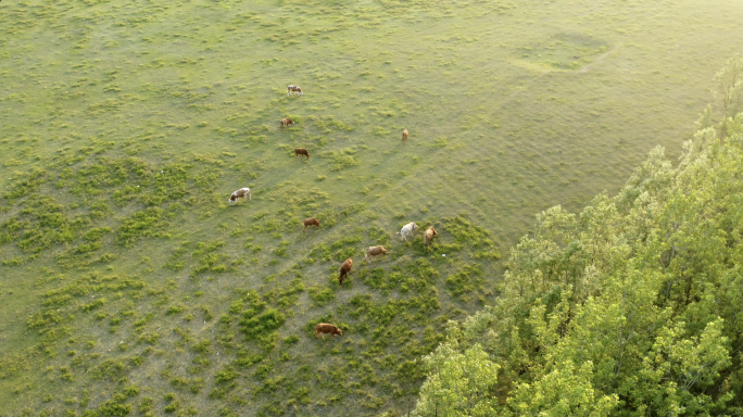 养殖场 放养黄牛生态环境保护