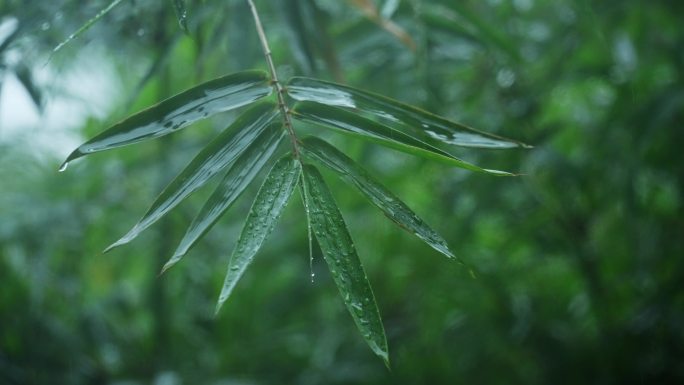 下雨天的竹林