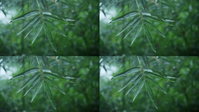 下雨天的竹林