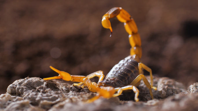 蝎子爬行毒虫节肢动物