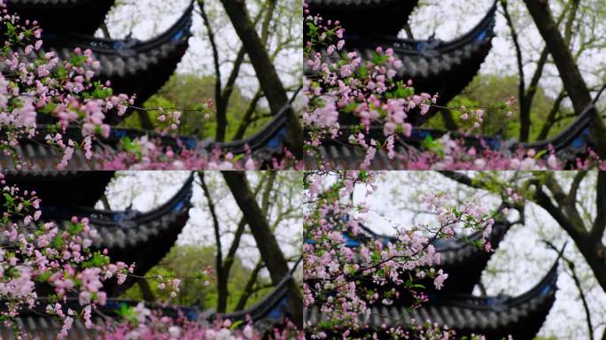 中国风，春天海棠花和古建筑（三）