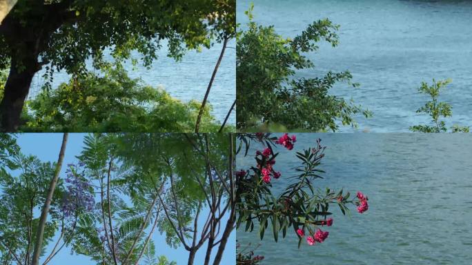 4K夏日水边树叶小鸟空镜
