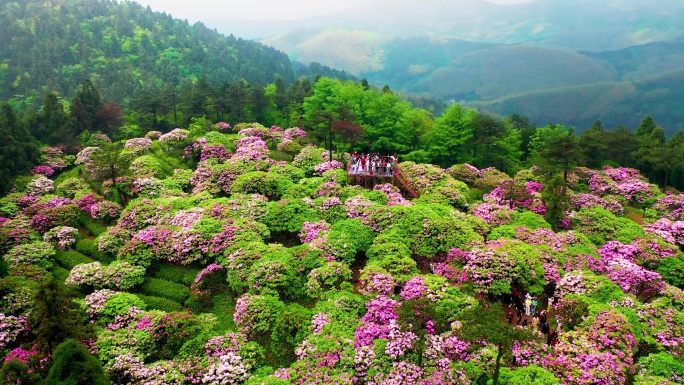 浙江天台山华顶森岭公园杜鹃花盛开