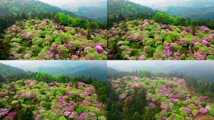 浙江天台山华顶森岭公园杜鹃花盛开