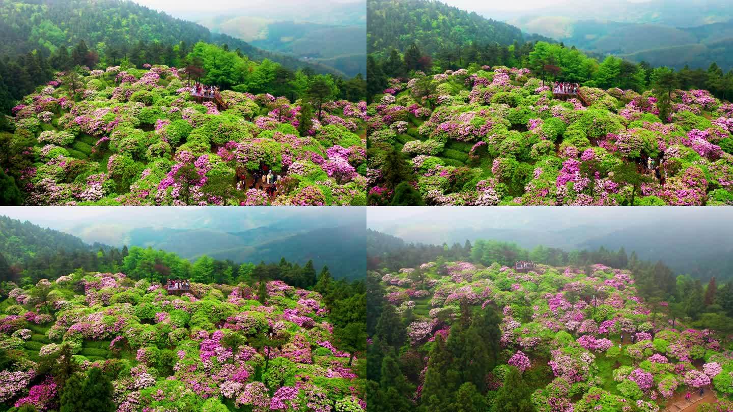 浙江天台山华顶森岭公园杜鹃花盛开