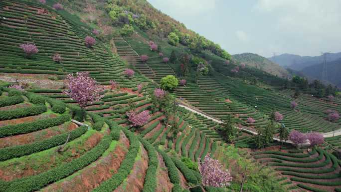 高山茶园 樱花