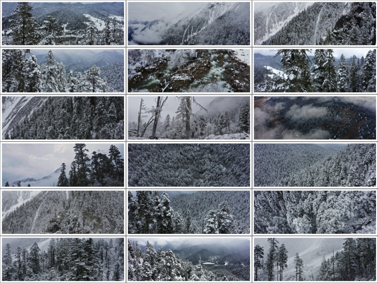 森林 航拍原始森林 雪景 鲁朗林海