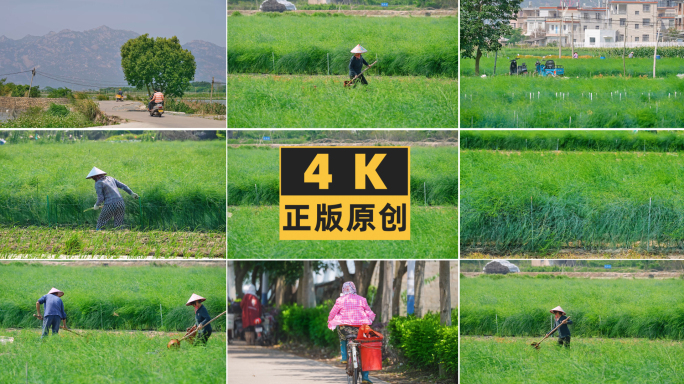 小清新乡下农村田野种田4K素材