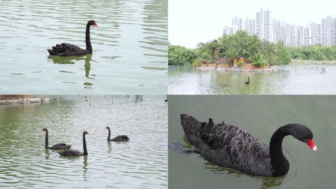 黑天鹅在湖里游泳（4K50帧）