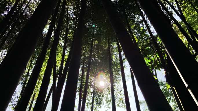 逆光移动仰拍竹林中透出阳光