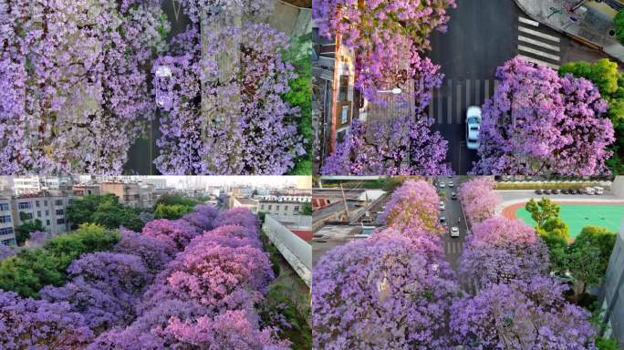 清晨蓝花楹大道 蓝花楹车流 教场中路