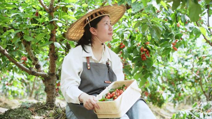 中年妇女坐在樱桃树下摘樱桃吃