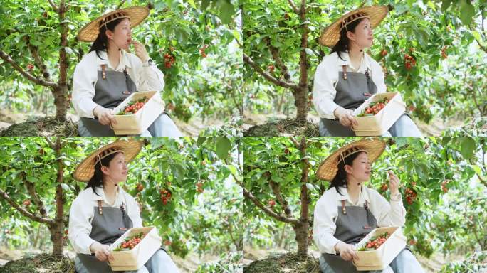 中年妇女坐在樱桃树下摘樱桃吃