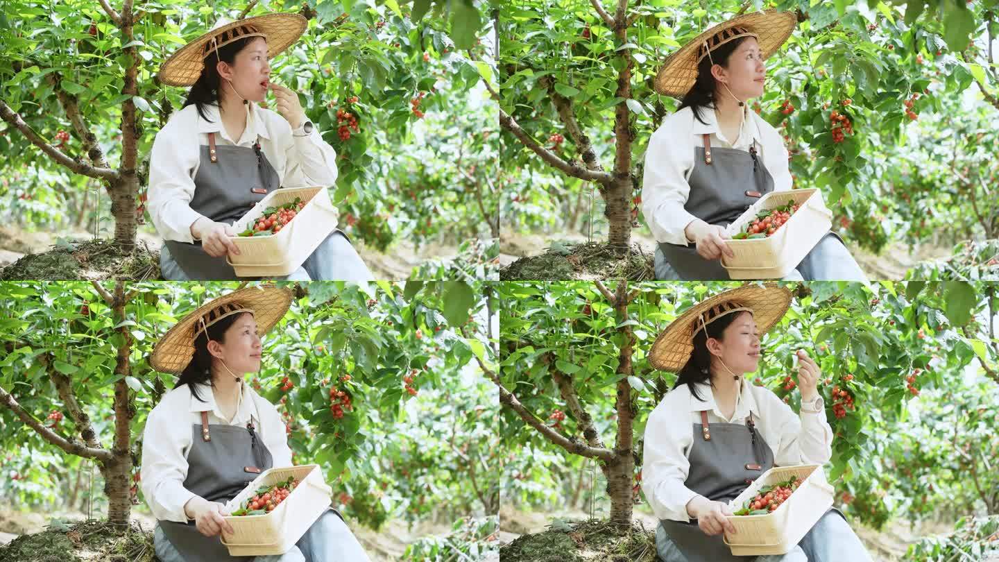 中年妇女坐在樱桃树下摘樱桃吃