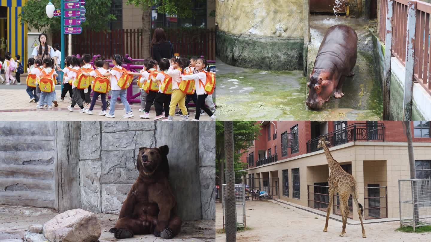 小学生逛动物园（4K50帧）