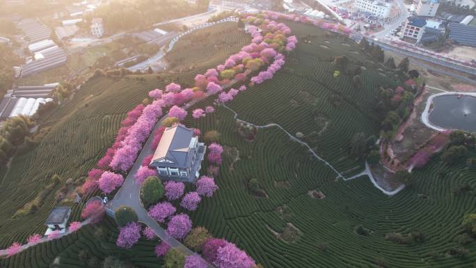 福建龙岩台品樱花茶园