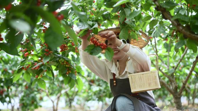 中年女性在果园采摘小樱桃