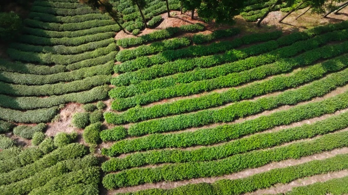 【正版素材】都匀茶山0826