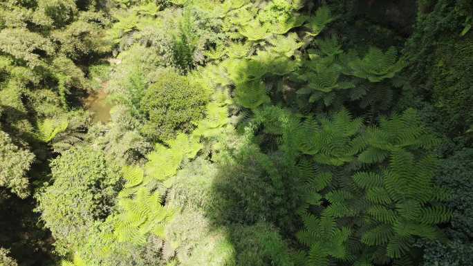 航拍四川乐山茂密丛林桫椤沟远古植物化石