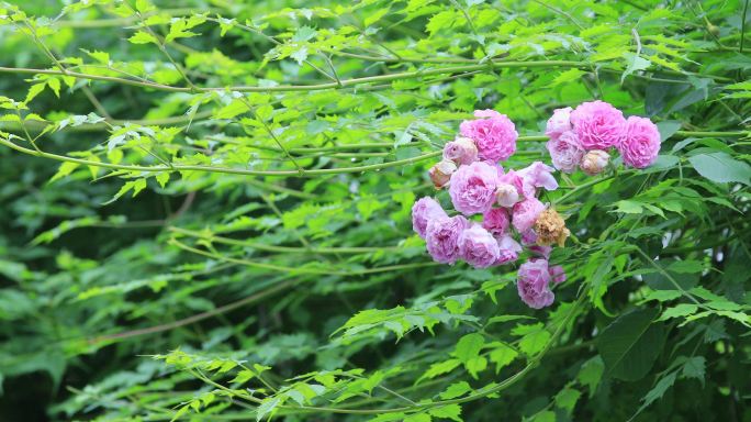 【合集】春天小院各种蔷薇花盛开的合集