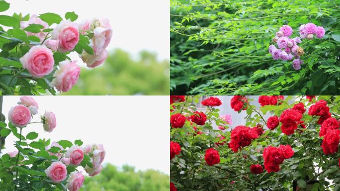 【合集】春天小院各种蔷薇花盛开的合集