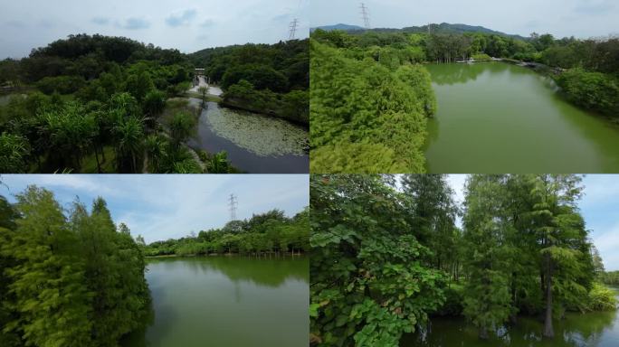 广州华南植物园穿越机fpv无人机航拍4K