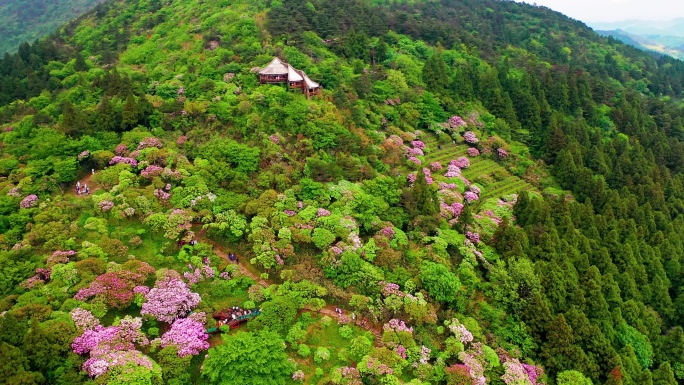 浙江天台山华顶森岭公园杜鹃花盛开