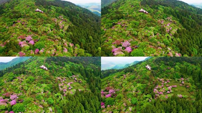 浙江天台山华顶森岭公园杜鹃花盛开